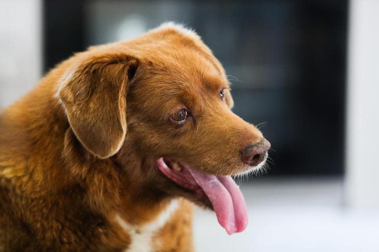 Retiran récord del perro más viejo del mundo al luso Bobi por falta de pruebas de su edad