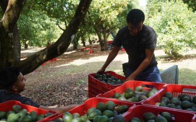 México admite petición de EU para revisar bajo el T-MEC una presunta denegación de derechos laborales en empresa aguacatera en Michoacán