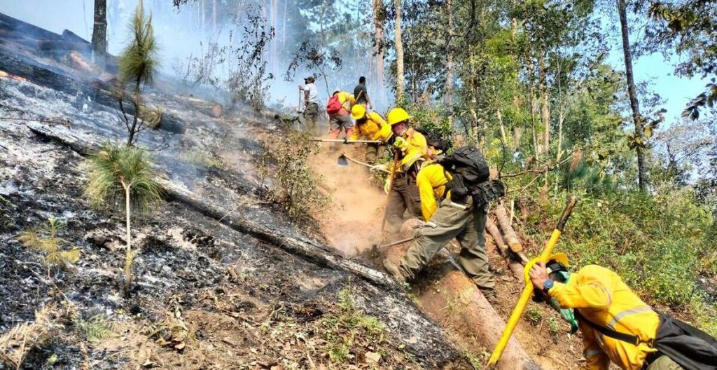 Incendios forestales en 14 municipios de Veracruz han afectado mil 670 hectáreas