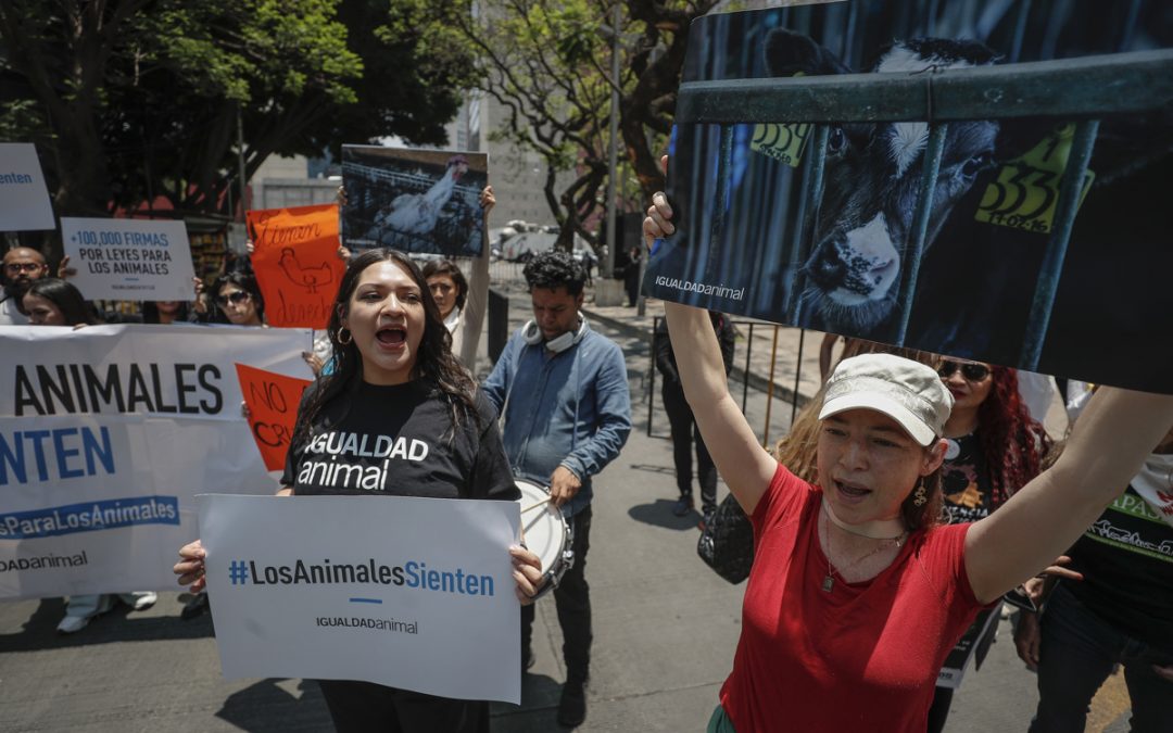 Denuncian activistas al legislador Adolfo Gómez por promover sacrificio de una gallina
