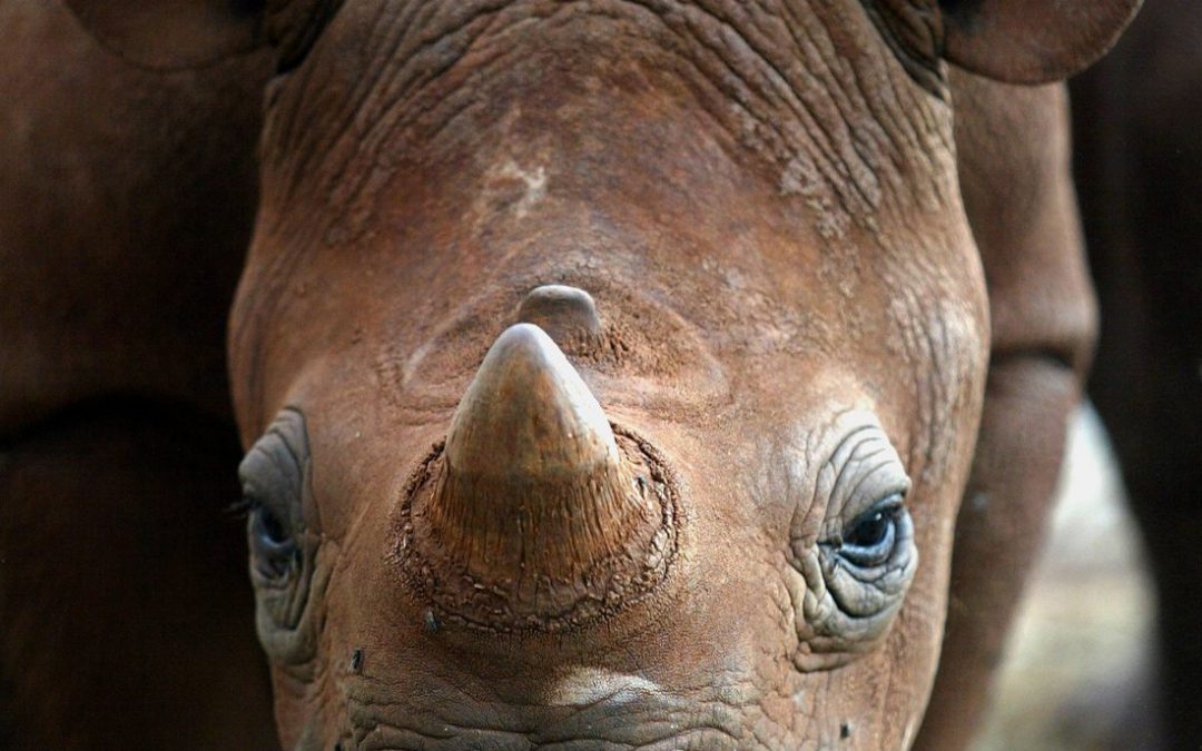 Ponen collares con IA para proteger a los rinocerontes en Sudáfrica