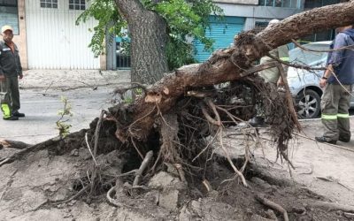 Cae árbol sobre fachada de dos inmuebles en la colonia Asturias, Cuauhtémoc