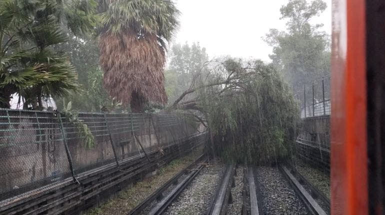 Árbol cae en las vías del Metro en en la interestación Instituto del Petróleo – Autobuses del Norte