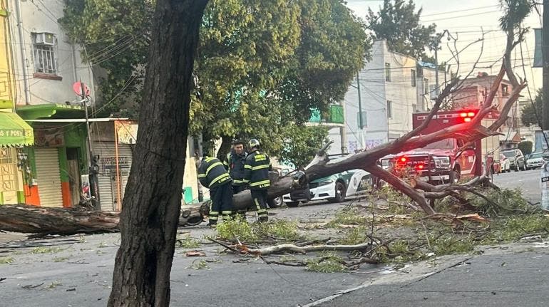 Se desploma árbol de 20 metros de altura en la colonia Obrera, en la Cuauhtémoc