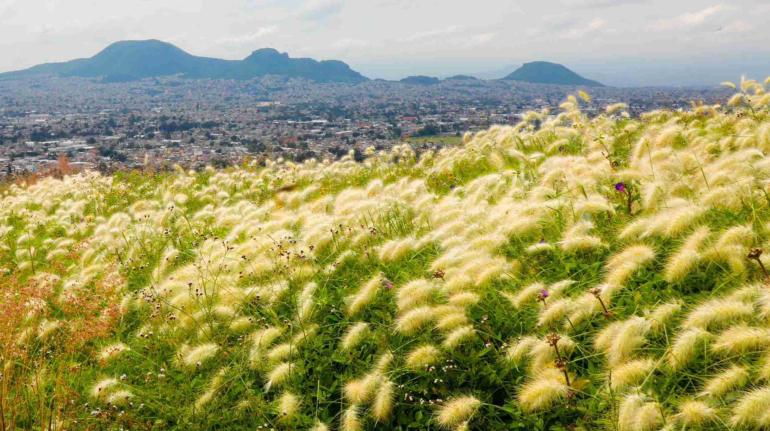 “Un Iztapalapa verde”; la alcaldesa Aleida Alavez creará Consejo Rector para el cuidado de áreas verdes