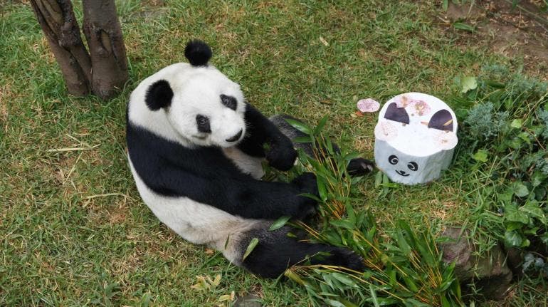 Xin Xin, la panda gigante de Chapultepec tendrá un homenaje