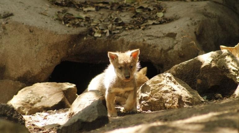 Sedema lanza concurso de dibujo “Niñ@s contra la extinción del lobo mexicano”, ofrece premios