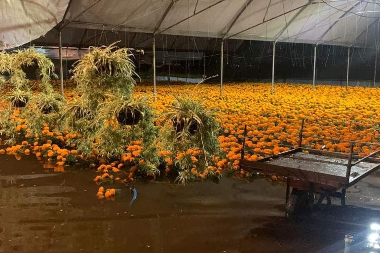 Invernaderos de flores de cempasúchil se inundan en San Francisco Caltongo, Xochimilco