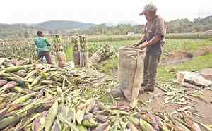 Critican reducción de recursos al campo; expertos señalan que recorte será de 493 mdp