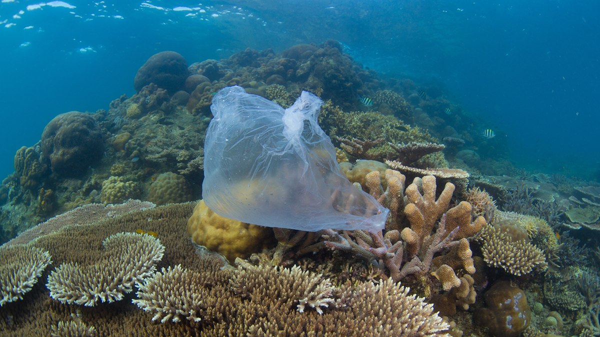 WWF presenta los 10 peores plásticos para el medioambiente en México