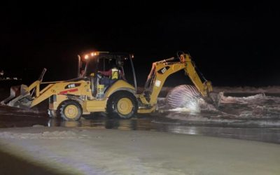 Hallan ballena de 8 metros muerta en playa de Mazatlán; se desconocen las causas de su muerte