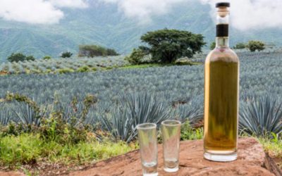 Crece comercio exterior: estos son los 8 productos agropecuarios que más exportó México en 2024
