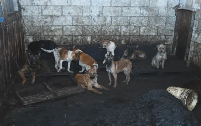 Rescatan a 100 perros en Mexicaltzingo tras denuncia por venta de carne
