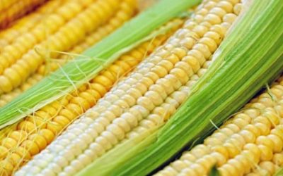 El precio del maíz baja por primera vez en una década