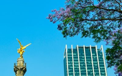 Florecen las jacarandas por las altas temperaturas en CDMX