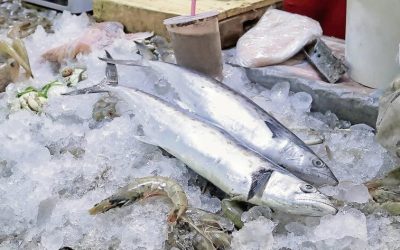 Semana Santa: ¿Cuánto cuesta un kilo de pescado?, esto dice la Profeco; herramienta «¿Quién es Quién?» te orienta en los precios