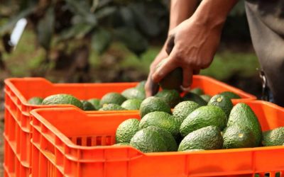 México lidera la producción mundial de aguacate con modelo sostenible y producción todo el año