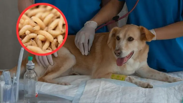 Confirman primer caso de miasis por gusano barrenador en un perro en Oaxaca