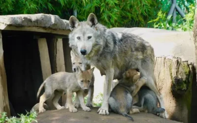 Lobo mexicano se aleja de la extinción, nacen cuatro crías en la CDMX