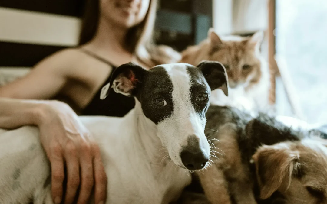 Hoy 30 de junio vence el plazo para sacar el RUAC de mascotas; ¿cómo tramitarlo?