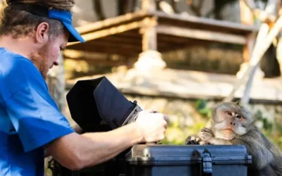 Ryan Reynolds narra la historia de los antihéroes del reino animal y sus excrementos