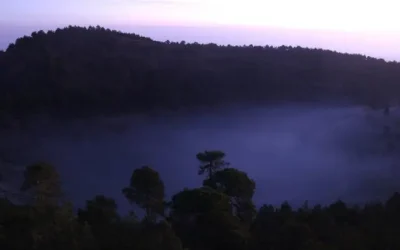 Dos meses sin reportes de tala clandestina en Topilejo, informa Sedema