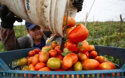 Por arancel al tomate mexicano festejan en Florida, pero lamentan en Texas