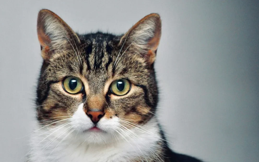 Día Internacional del Gato: origen y curiosidades felinas