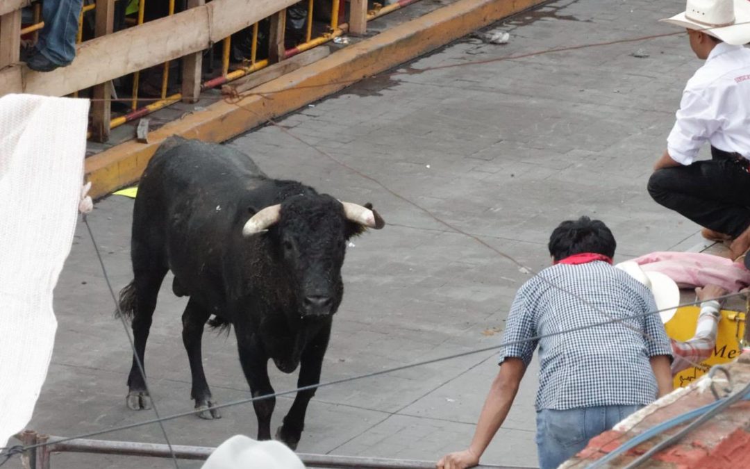Huamantlada 2025 dejó 8 heridos, uno de ellos en estado grave
