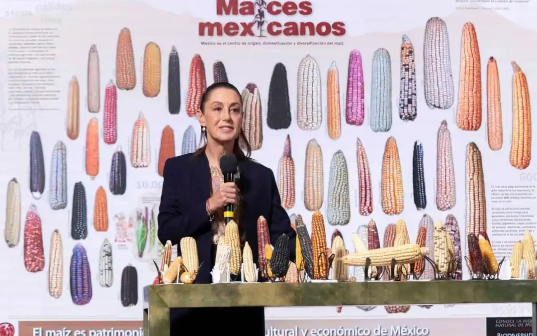 Anuncian programa “Sin maíz no hay país” para impulsar producción con bienestar