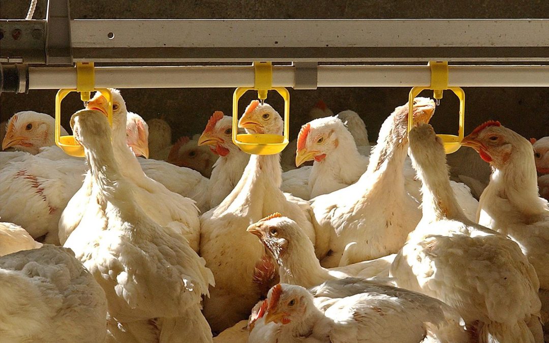 Mutaciones favorecen la propagación de la gripe aviar en EE.UU.