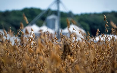 Rusia envía 58,000 toneladas de trigo a México