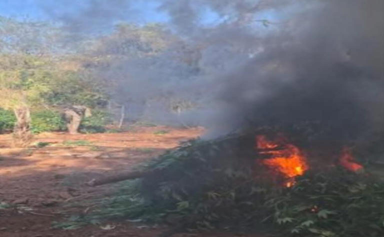 Ejército y Guardia Nacional destruyen sembradíos de marihuana en Sinaloa
