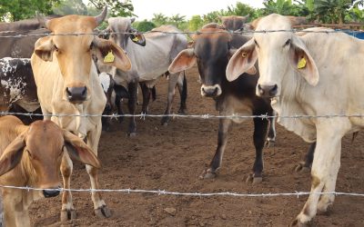 El IICA destaca el trabajo de México para enfrentar al gusano barrenador del ganado