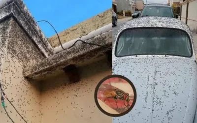 Plaga de moscas invade fraccionamientos de Tizayuca; vecinos advierten riesgo sanitario