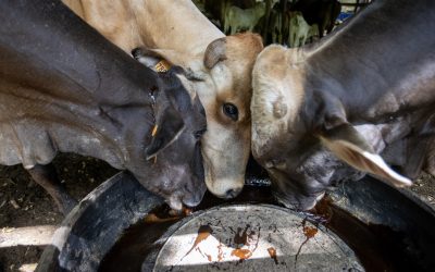 Ganaderos en México denuncian “sobrerregulación” por medidas contra gusano barrenador