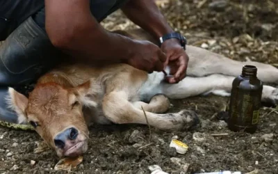 Activa Sader dispositivo nacional de emergencia para erradicar el gusano barrenador