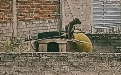 Rescatan a perrito desnutrido y amarrado en azotea en Cuautepec