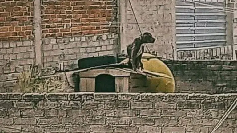 Rescatan a perrito desnutrido y amarrado en azotea en Cuautepec