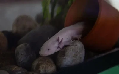 Repite UNAM campaña ‘Adoptaxolotl 2025-2026’ para salvar al ajolote de Xochimilco