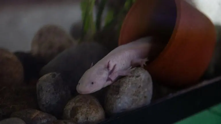 Repite UNAM campaña ‘Adoptaxolotl 2025-2026’ para salvar al ajolote de Xochimilco