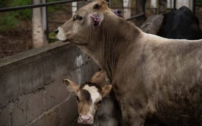 Por falta de mosca estéril, avanza gusano barrenador en Veracruz; confirman primer caso en Michoacán
