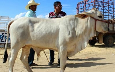 Oaxaca acumula mil 984 casos del gusano barrenador