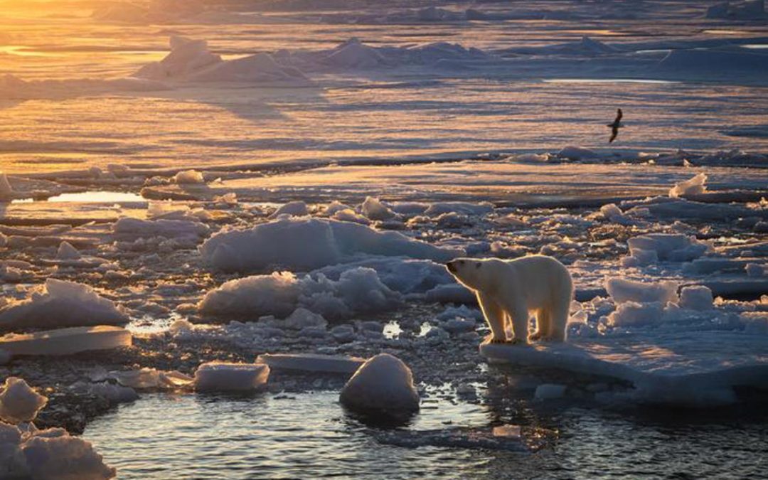 A pesar del deshielo en el Ártico, no se ha afectado la población de osos polares.