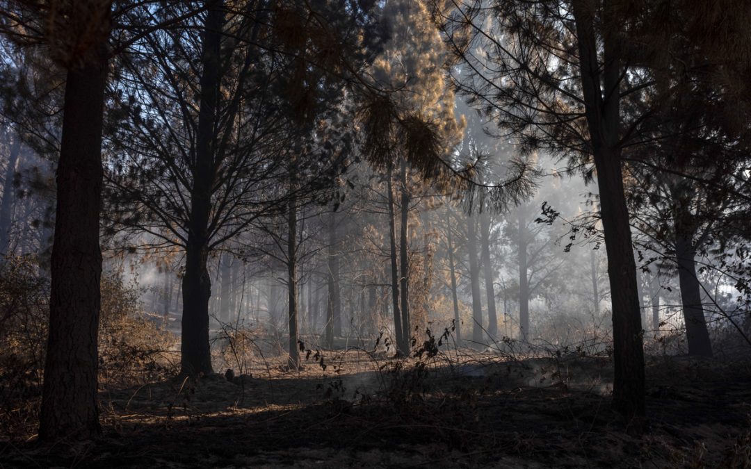 Extingue Argentina 22 de los 32 focos de incendio en la Patagonia