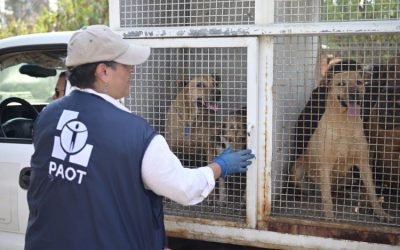 Refugio Franciscano rechaza traslado de 183 perros a Xochimilco