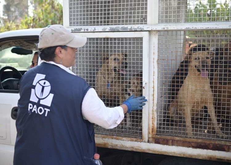 Refugio Franciscano rechaza traslado de 183 perros a Xochimilco