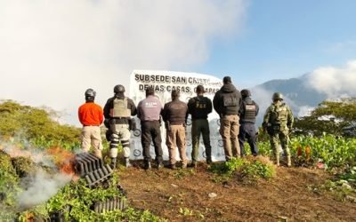 Destruye el Ejército y GN 4 plantíos de marihuana en Chiapas