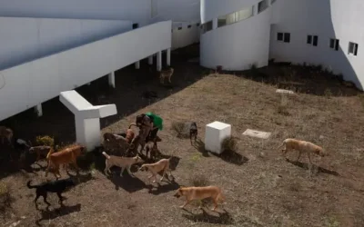 Brugada anuncia ‘Utopía Canina’ y refuerza la política de bienestar animal tras rescate de ‘franciscanitos’