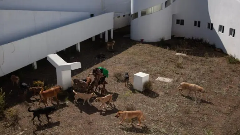 Brugada anuncia ‘Utopía Canina’ y refuerza la política de bienestar animal tras rescate de ‘franciscanitos’